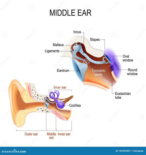 Middle Ear. Three Ossicles: Malleus, Incus, and Stapes Hammer, Anvil ...