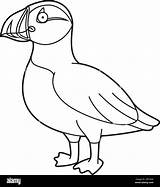 Easy coloring cartoon vector Illustration Of A Puffin Stock Vector  sketch template