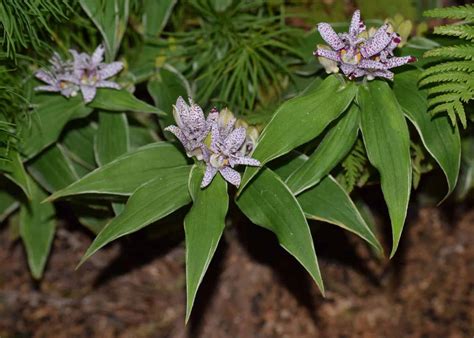 Toad lily 🐸 🌼 The star of the autumn shade garden