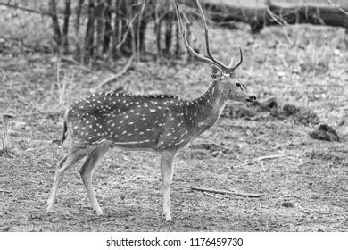 Chital Cheetal Deer Axis Axis Known Stock Photo 1176459730 | Shutterstock