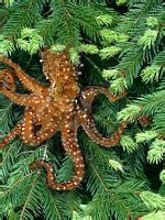 The Other 95%: Save the Pacific Northwest Tree Octopus!!
