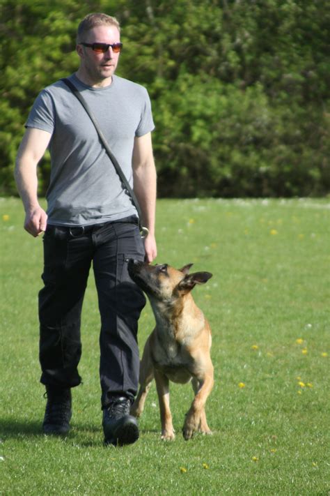 German Shepherd Police Dogs In Action - Viewing Gallery