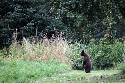 4 Day Great Bear Rainforest Tour | Yoho Adventures