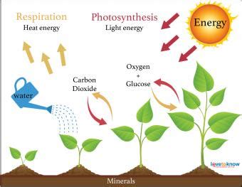 4 Plant Growth Factors That Affect All Plants | LoveToKnow