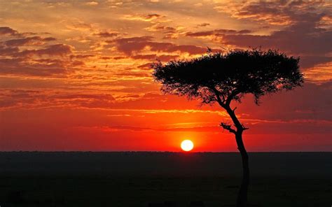 Africa Lion Sunset Wallpapers - 4k, HD Africa Lion Sunset Backgrounds ...