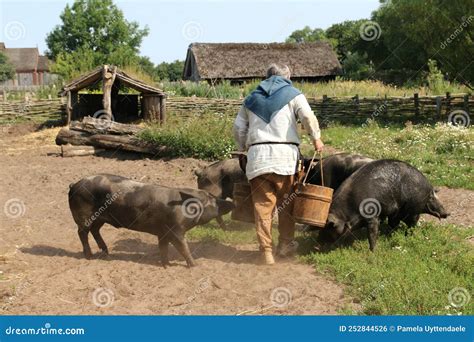 Traditional Viking Farmer Feeding The Pigs At Ribe Viking Center ...