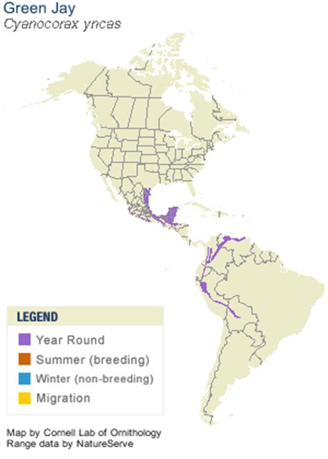 Green Jay, Life History, All About Birds - Cornell Lab of Ornithology