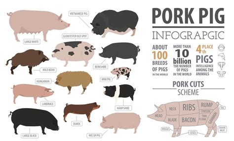 Hampshire Pigs: Complete Breed Guide | Pig breeds, Hampshire pig ...