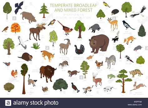 Temperate broadleaf forest and mixed forest biome. Terrestrial ...