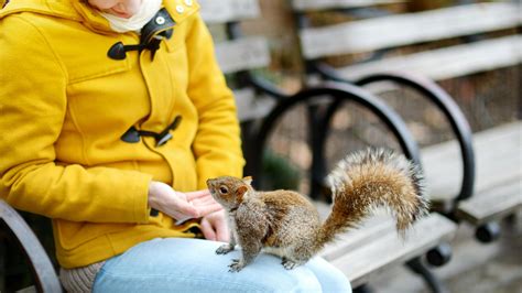 New York’s nuttiest question: how many squirrels in the park? | World ...