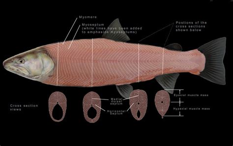 Salmonid Anatomy | CSKT | Division of Fish, Wildlife, Recreation ...