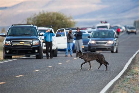 Hunting Yellowstone Wolves | The Effects on Yellowstone's Ecosystem