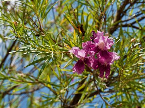 Plant of the month: Desert willow | Home & Garden | tucson.com