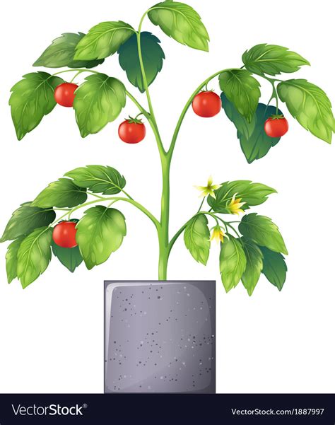 A tomato plant Royalty Free Vector Image - VectorStock