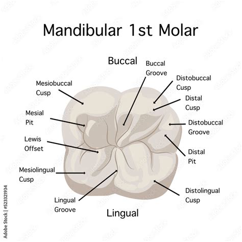 Top view of Mandibular 1st Modal anatomy on white background.Maxillary right first molar oral ...