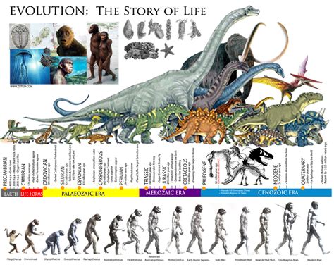 EVOLUTION: The Story of life │ The Prehistoric ERAS │ Dinosaur Timeline | Human evolution ...