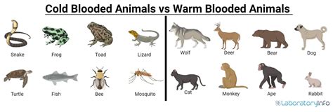 Cold-blooded Vs Warm-blooded animals - Definition, Examples list and Differences