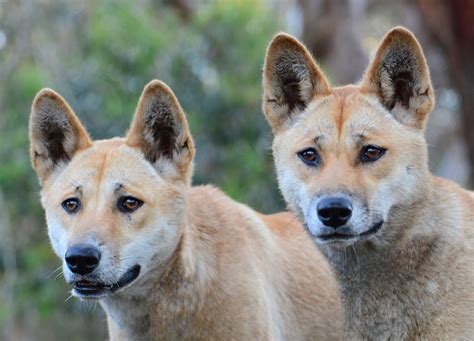 The Australian dingo: untamed or feral? - On Biology