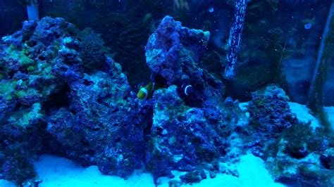 Clearing up a Green Algae Bloom in my 75 Gallon Saltwater Tank | The ...