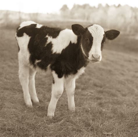 Baby Holstein Calves