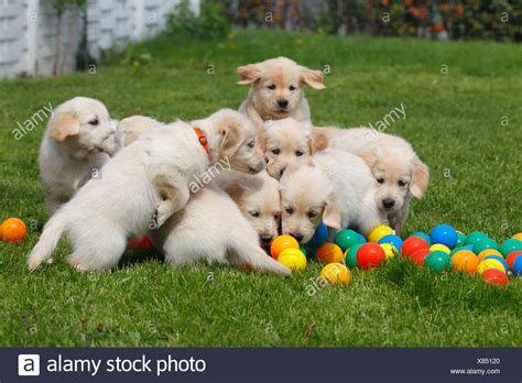 Puppies Playing Stock Photos & Puppies Playing Stock Images - Alamy