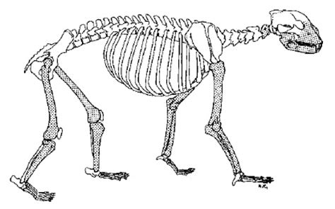 The Lord Geekington: The Ecomorphology of Arctodus