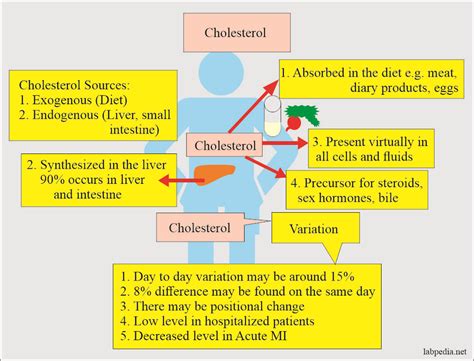 Lipids Total, Lipids Role in Our Body - Labpedia.net Prof. Riaz