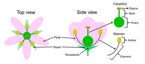 Plant Carpel