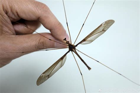 See the scary GIANT mosquitoes found in China - DNB Stories Africa