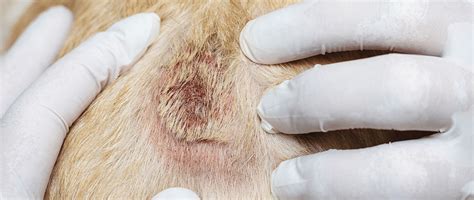 Diagnosing Common Skin Conditions of Dogs and Cats in Community ...