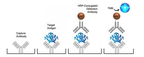 Human Human IgG Quant ELISA Kit | Sandwich | LSBio