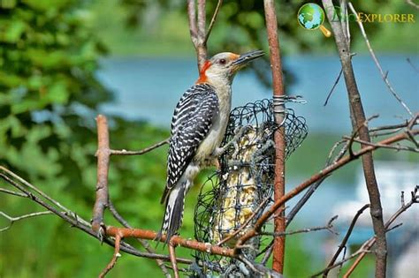 Top 10 Birds of Massachusetts | Massachusetts State Bird | BioExplorer