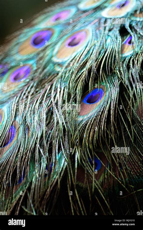 Green Peafowl feather background Stock Photo - Alamy