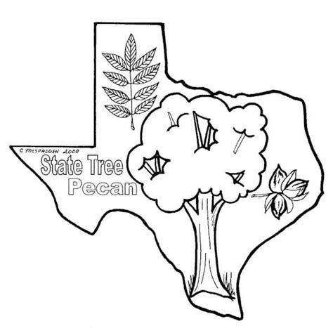 Texas State Tree coloring page - Download, Print or Color Online for Free