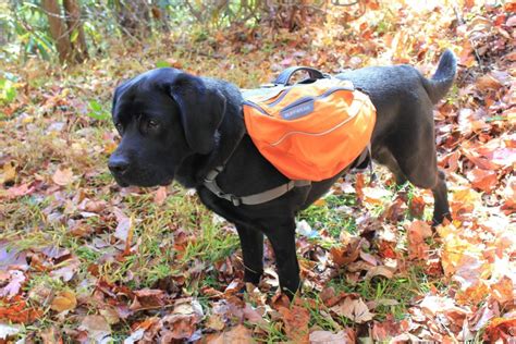 Five Tips - How To Train Your Dog To Wear A Backpack