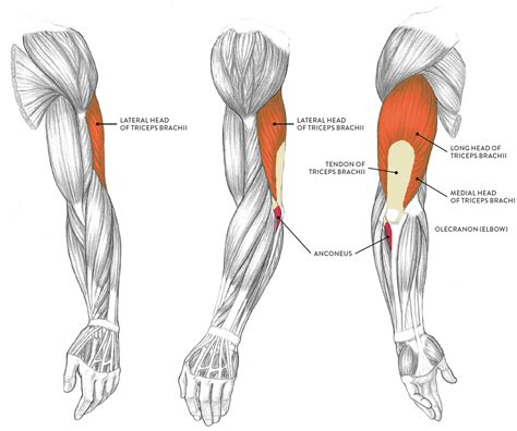 Lower Arm Muscles Names Muscles Of The Arm Labeled Lovely Anatomy | Images and Photos finder