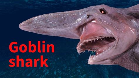 The Goblin Shark - Deep Sea Monster - YouTube