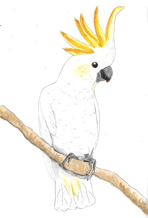 Cacatua Parrot hand drawn watercolor illustration | Bird drawings, Animal sketches, Bird art