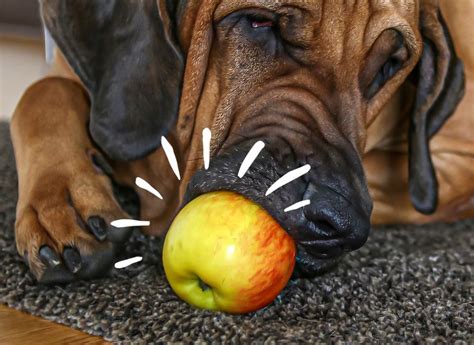 Can Dogs Eat Apples? | Benefits of Apples for Dogs | Fruitables