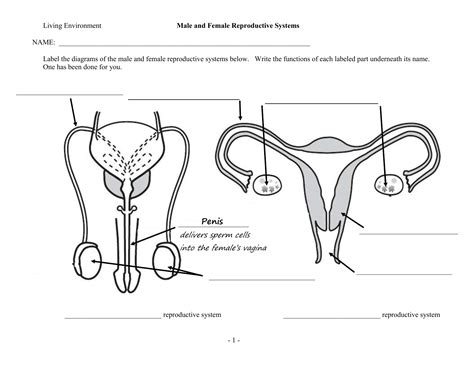 [DIAGRAM] Ovary Reproductive System Diagram Labeled - MYDIAGRAM.ONLINE