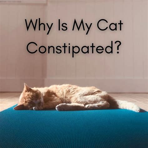 What to Do If Your Cat Is Constipated | Cats, Cat care, Cat pin