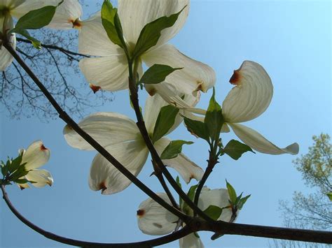 Dogwood leaves Free Photo Download | FreeImages