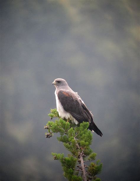 White-Tailed Hawk Guide (Geranoaetus albicaudatus) - Birding Insider