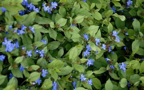 Hardy Blue Plumbago - 10 Count Flat - Groundcover, Perennial ...