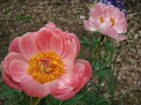 Coral Charm Peony - Prairie Gardens