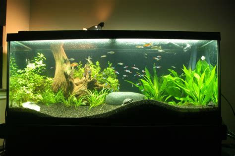 Rescape of my 70 gal musk turtle tank : PlantedTank