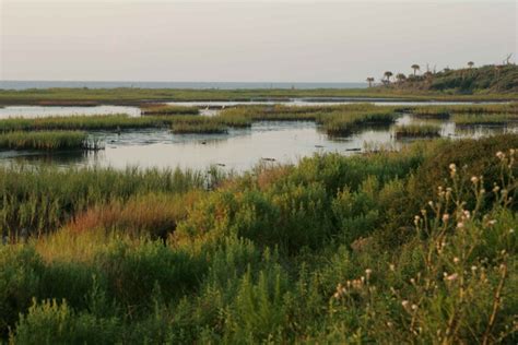 Free picture: marshland