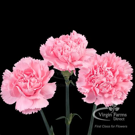 Carnation Flowers - Virgin Farms - High Quality Carnations Flowers