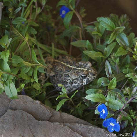 Willodel: MAKING A GARDEN TOAD HABITAT TUTORIAL