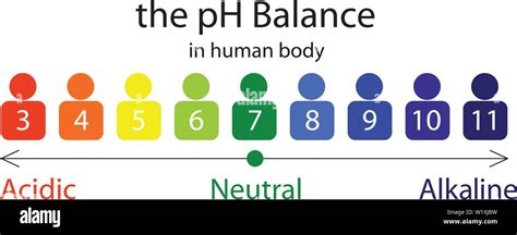 The PH balance scale chart in a human body vector illustration infographics Stock Vector Image ...